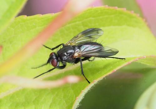 Réf. 254 433 : Paykullia maculata